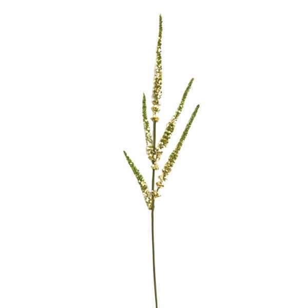 greenery SFC055PK
